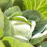 Cabbage